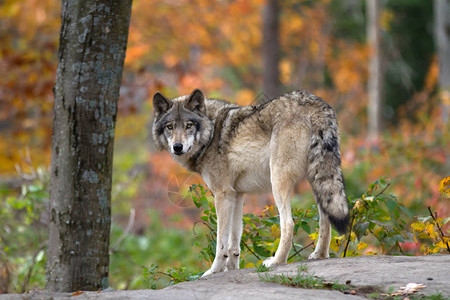 站在岩石顶端的木头狼或灰狼Canislupus在加拿大图片