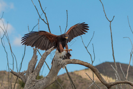 在亚利桑那沙漠中飞行的哈里斯鹰图片