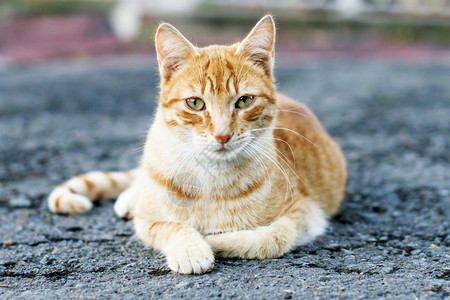 猫在室外的摄图片