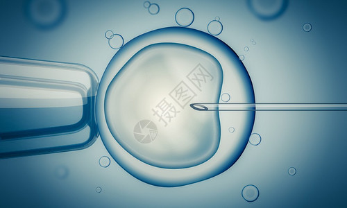 IVF体外受精或用显微镜对雌蛋进行授图片
