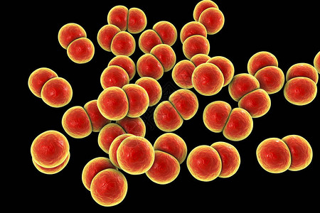细菌淋球菌淋球菌双球菌引起传播感染淋病图片