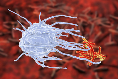 吞噬作用巨噬细胞吞噬结核菌结核分枝杆菌设计图片