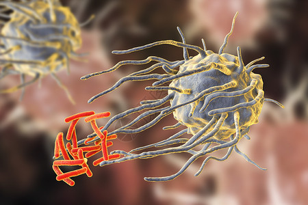 巨噬细胞吞噬结核菌结核分枝杆菌图片