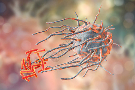 吞噬作用巨噬细胞吞噬结核菌结核分枝杆菌设计图片