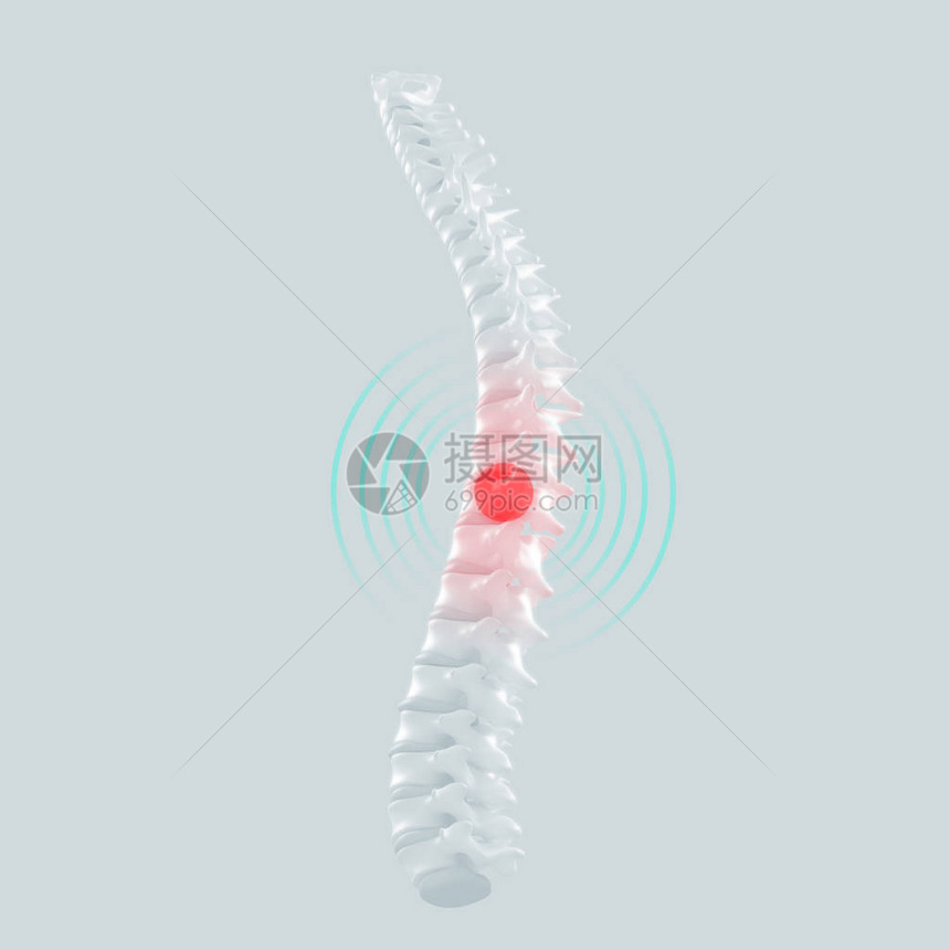 人类脊椎模型图片