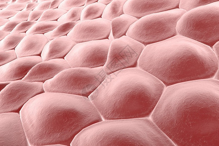 细胞层人体皮肤细胞上皮细胞组织学图解剖图解医学图图片