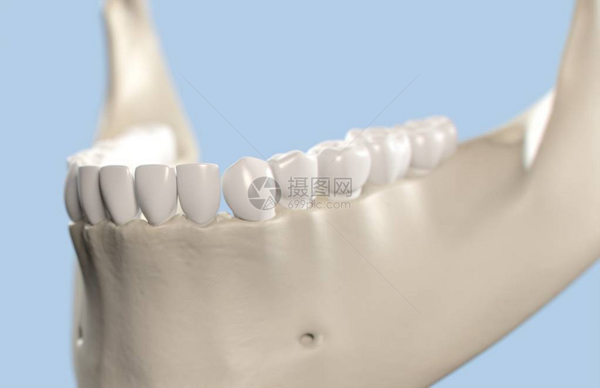 人类牙齿解剖模图片