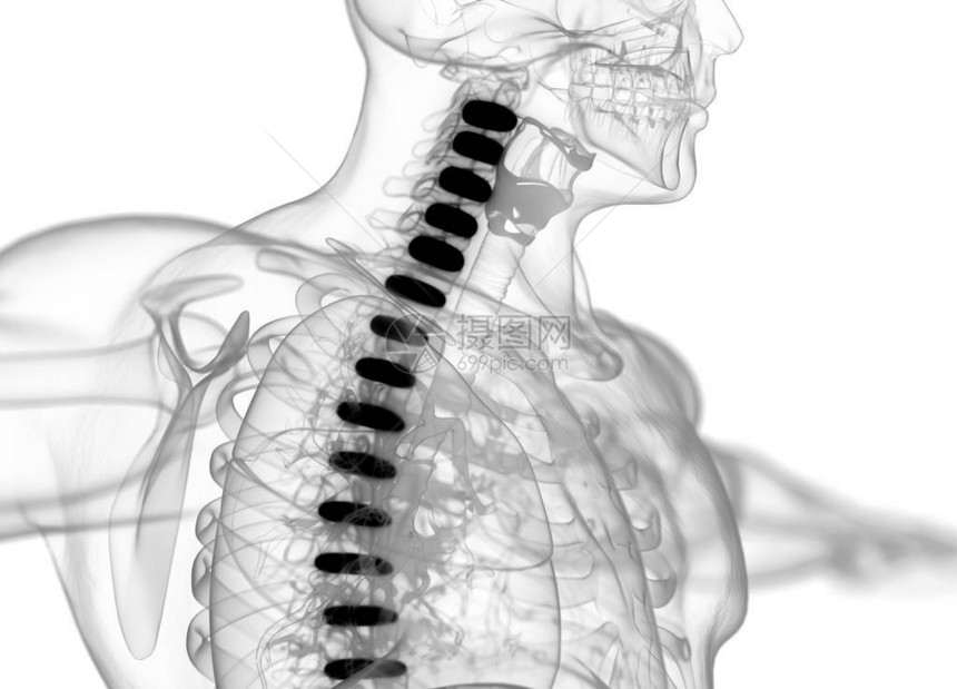 人体脊柱椎间盘解剖模型3d插图图片