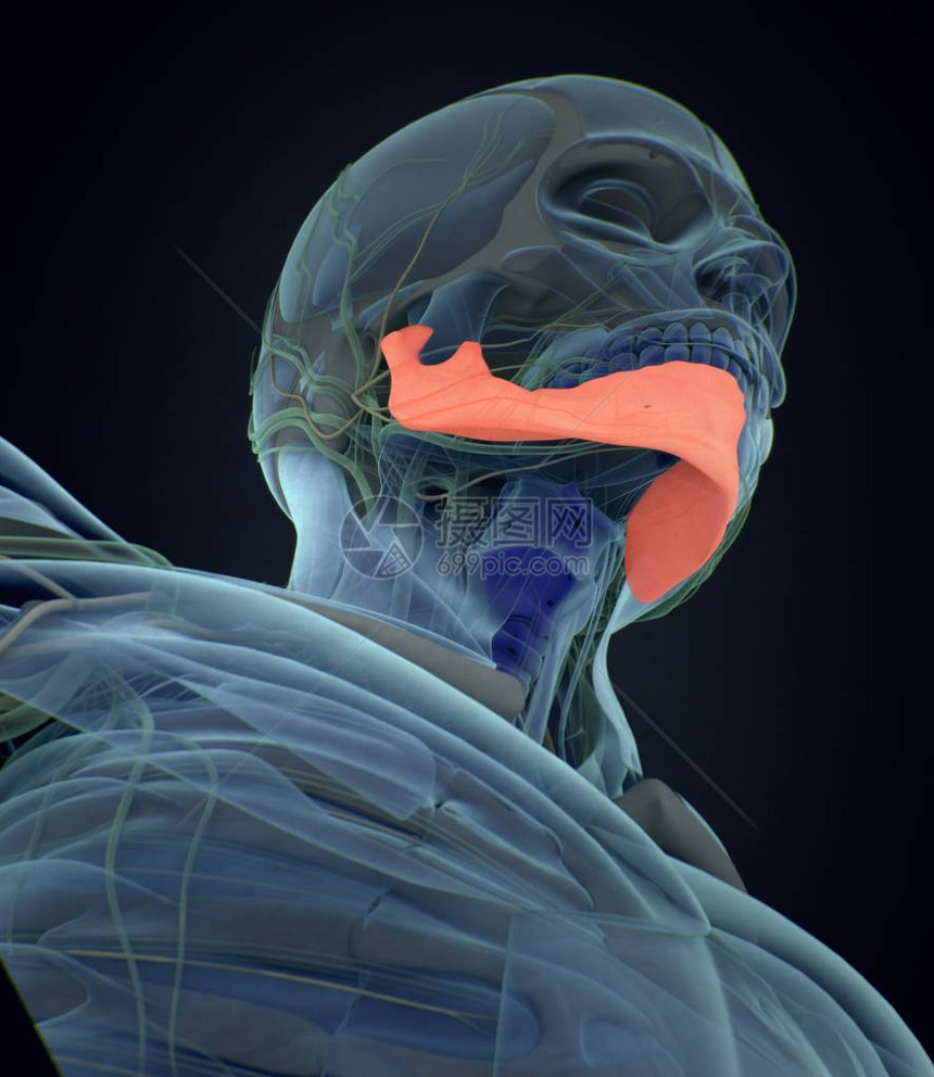 人类颌骨解剖模型3d插图图片