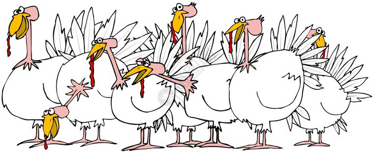 叫了个鸡这幅插图描绘了一群家养火鸡设计图片