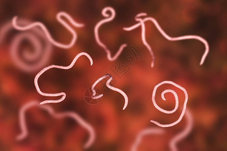 瘙痒引发肠内丝虫的线虫3D设计图片