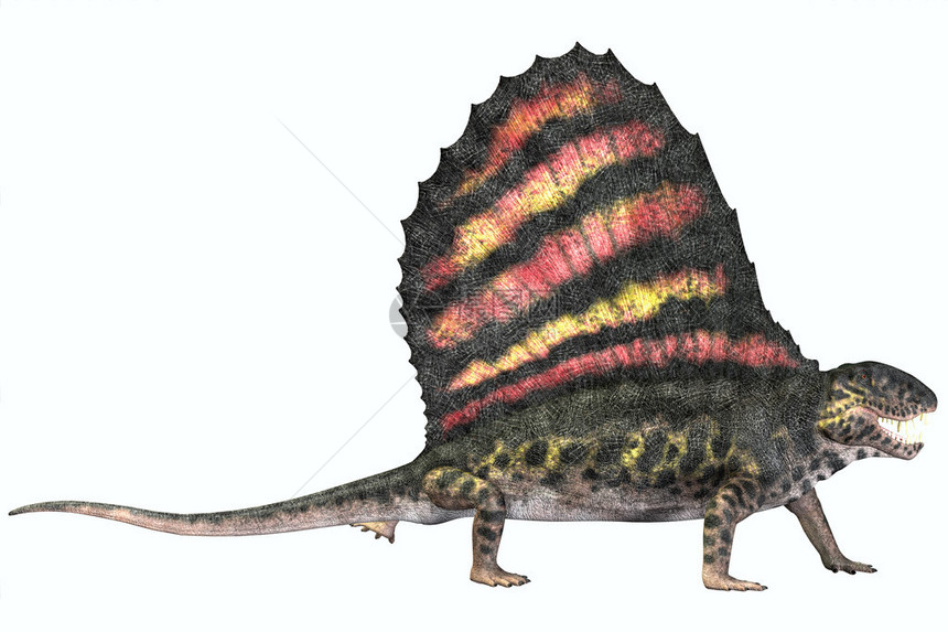 Dimetrodon是一个食肉哺乳动物般的爬行动物图片