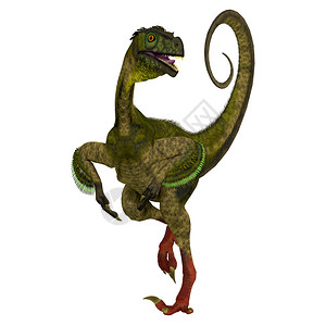Ornitsholestes是一只小食肉恐龙图片