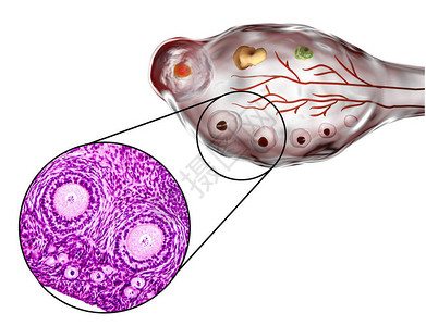 卵巢中显示原始初级和二级浮囊的横截面显微镜血氧素和色放大度200背景图片