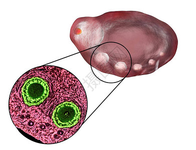 卵巢中显示原始初级和二级浮囊的横截面光显微镜血氧素和色放大度200背景图片
