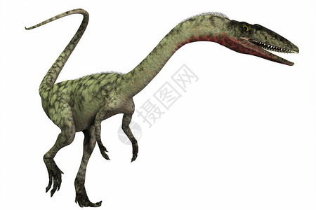 三亚南山寺Coelophysics是一种双翅掠食恐龙在北美的三亚设计图片