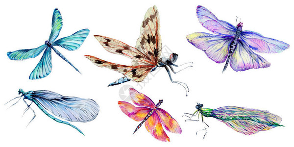 昆虫蜻蜓以孤立的水彩风格设置背景纹理包装图案框架或边框图片