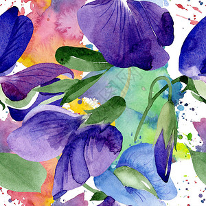 水彩紫色甜豌豆花卉植物花无缝背景图案织物壁纸打印纹理背景质地包装图案框架背景图片