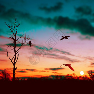 美丽的早晨风景与鸟和日落背景图片