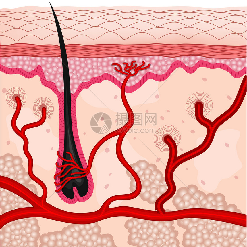 人体皮肤细胞的插图图片
