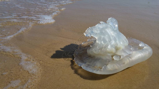 涠洲岛沙滩沿岸水母季节概念形象在地中海沿岸的海滩上死去的Rhopilemanomadica水母它有带毒刺细胞的蠕虫丝插画