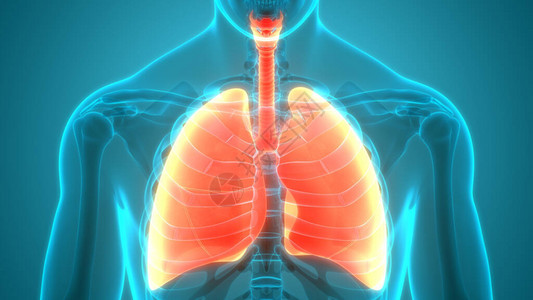 呼气人体呼吸系统设计图片
