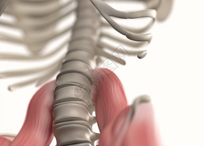 人类脊椎和骨盆解剖模背景图片