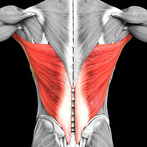 人体肌肉系统躯干肌肉背阔肌解插画