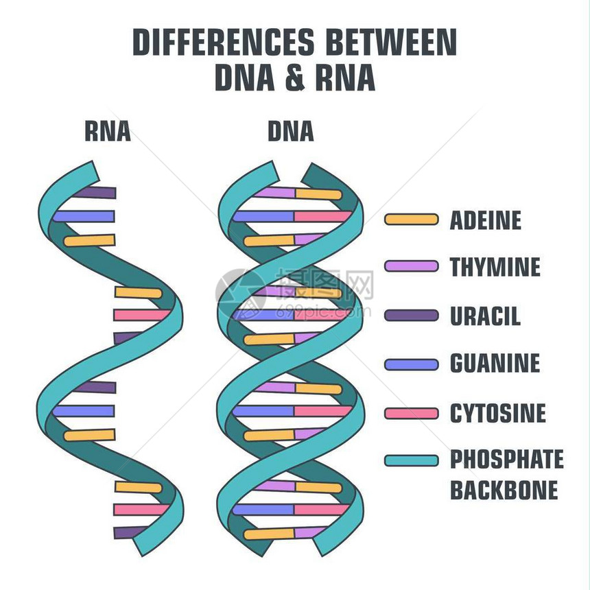 DNA和RNA的矢量科学图标螺旋式循环图片