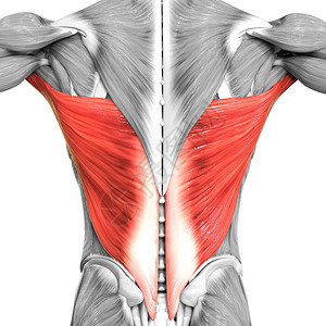 人体肌肉系统躯干肌肉背阔肌解图片