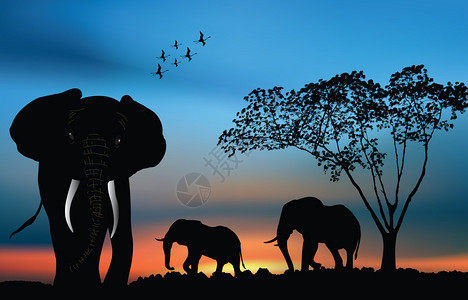 非洲大象的非洲日落前图片