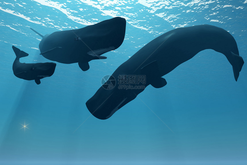 一只母的Sperm鲸在幼崽和一只有兴图片