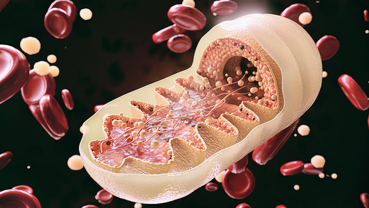 细胞器密闭中的mitocondria单元格设计图片