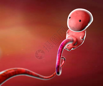 人类胚胎图片