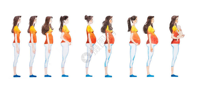 怀孕阶段的卡通插图显示她身体变化的孕妇图片