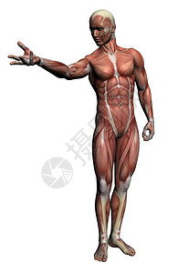 人体解剖用3D软件制图片