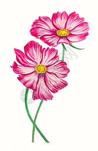 春夏新风上鲜艳多彩的水彩花朵在白色上隔离春夏主题插画