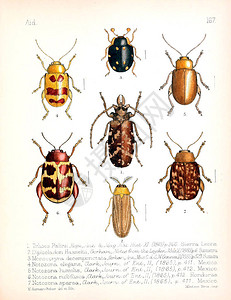 昆虫的插图旧图像背景图片