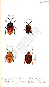 昆虫的插图旧图像背景图片