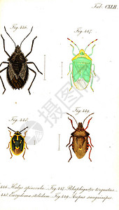 昆虫的插图旧图像背景图片