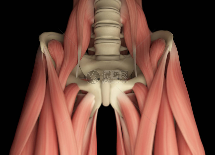 人的大腿肌肉系统3D插图图片