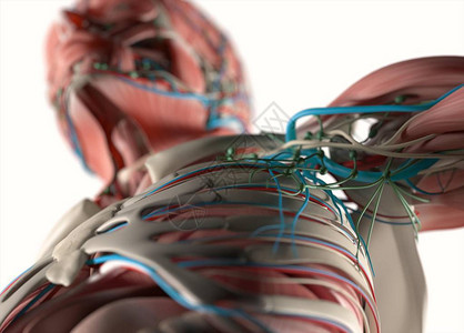 人体血管系统解剖模图片