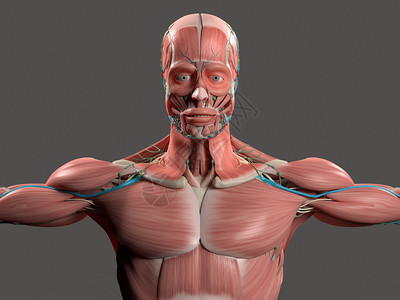 人类解剖显示脸部头部肩膀和躯体肌肉系统骨骼结构和血管系统图片