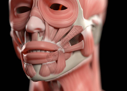 人类脸部解剖模图片