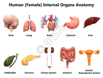 人体器官系统解剖学的3D插图背景图片