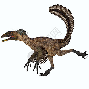 Deinonychus是只食肉恐龙生活在北图片