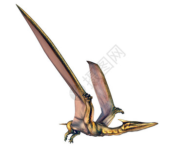 泽雅飞行恐龙的3D插图设计图片