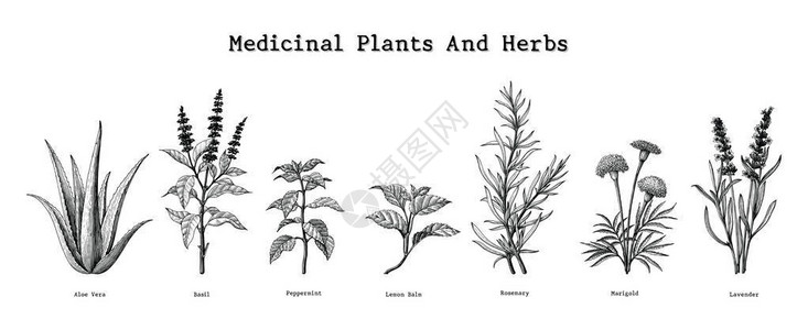 药用植物和草药手绘复古雕刻插图图片