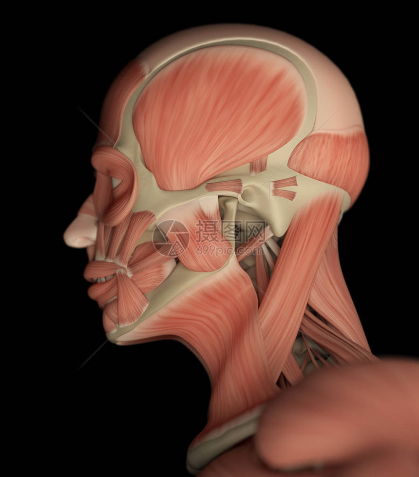 男头部解剖模型3D插图图片