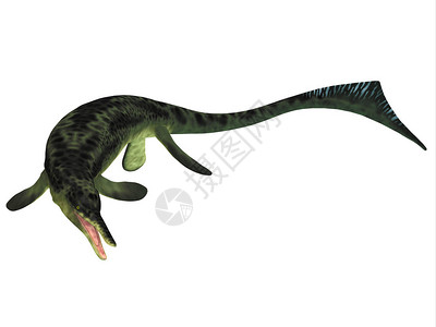 Cymbospondylus是早期食肉动物Ichthyosaur图片